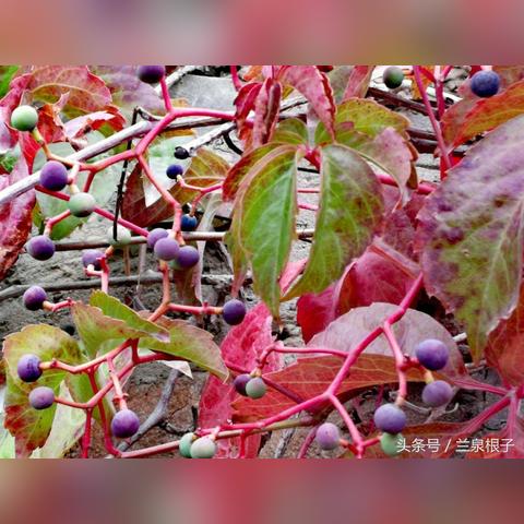 兰州市红叶城在哪里