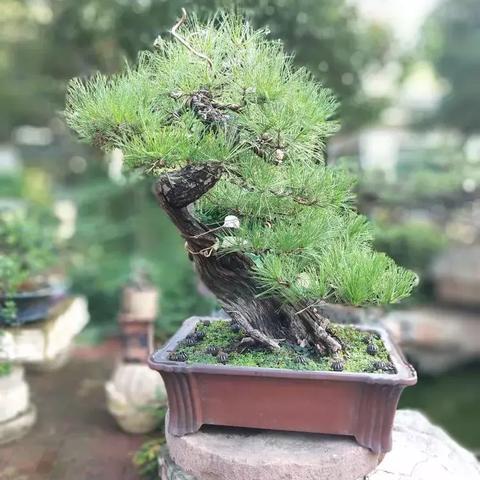 沈阳艺林园林相关长尾关键词有哪些