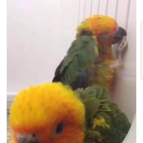 闲鱼同城鹦鹉怎么找货源的长尾关键词有哪些