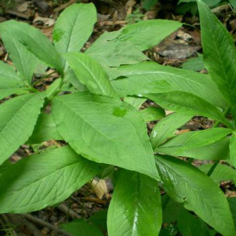 福建是什么土质