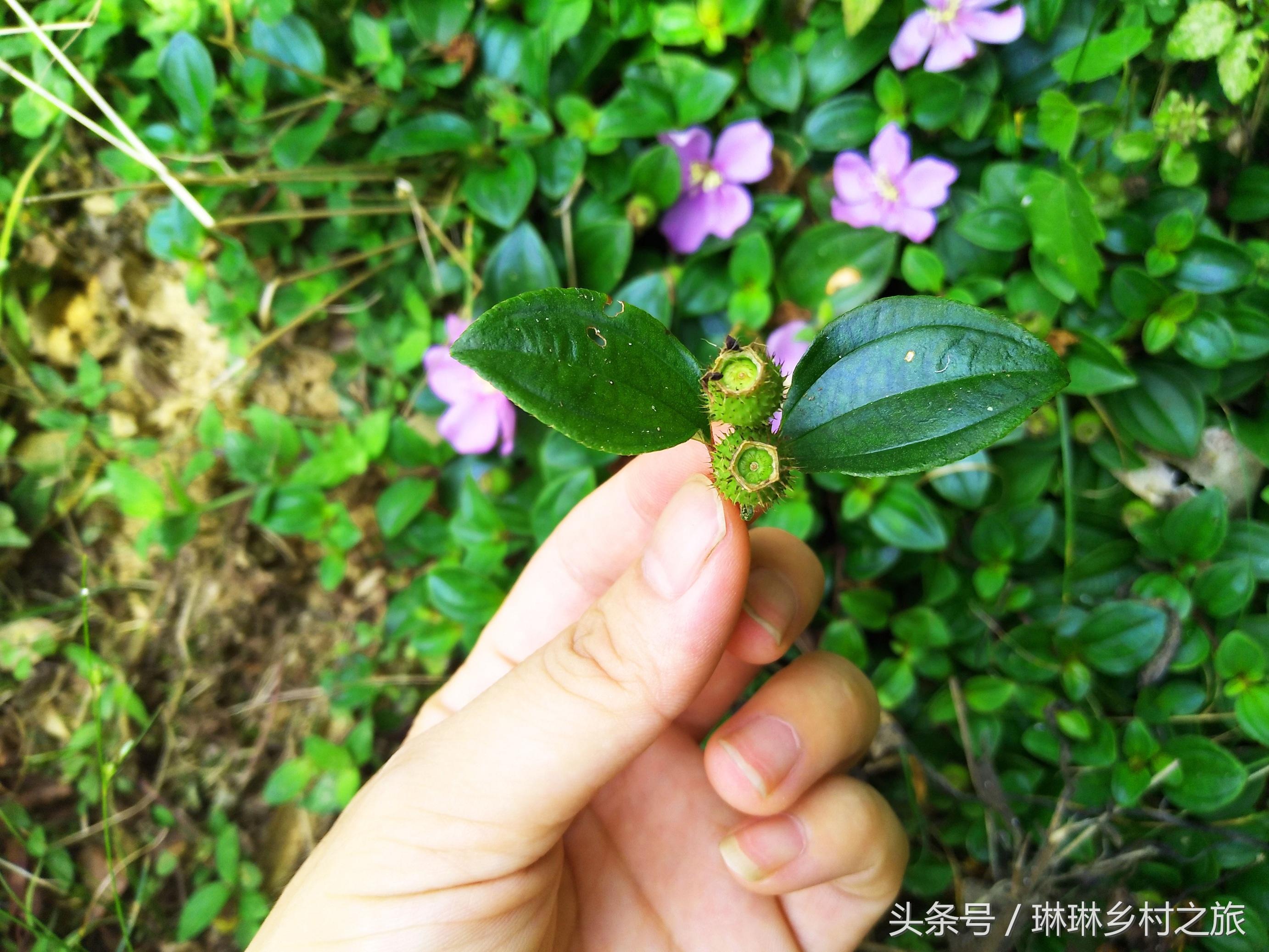 盆栽野草莓,盆栽草莓怎么养?