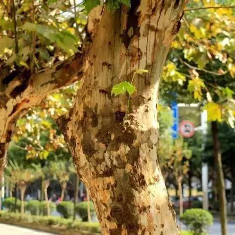 2025白露过后生肖运势(21年白露)