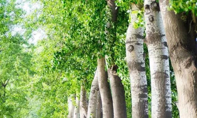 杨树絮几月份结束