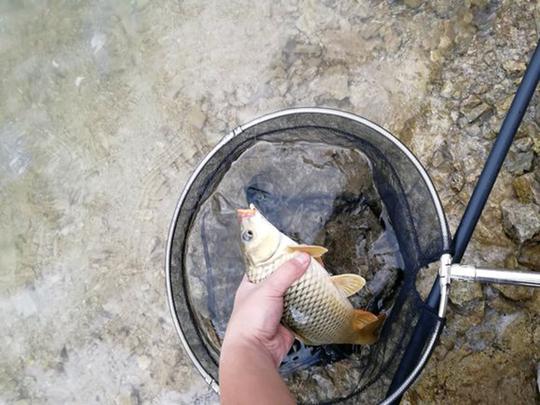 玉米这样泡最适合在水库钓鱼啦！半个小时喜获斤鲫和鲤鱼！