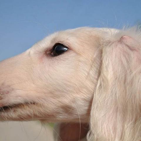 济南市哪里可以打猎犬的