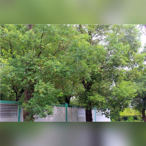 东莞市木材鉴定机构有哪些