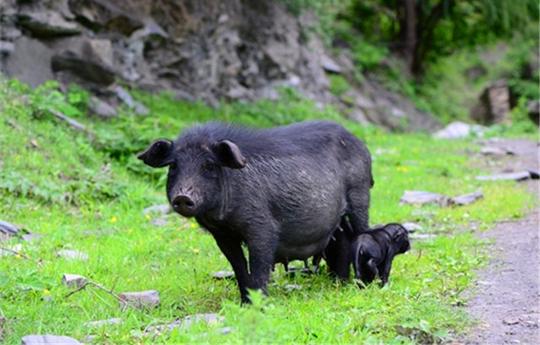 西藏高原上养猪，把猪肉卖到一斤300元，他三个月赚了500万