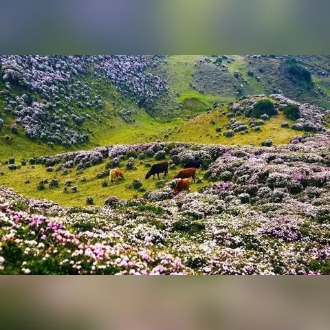 盘县高原草场天气预报的长尾关键词有哪些