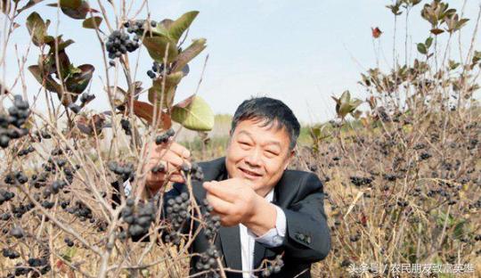 农民地里种“它”20亩地卖了80万果卖10元1斤亩产4000斤