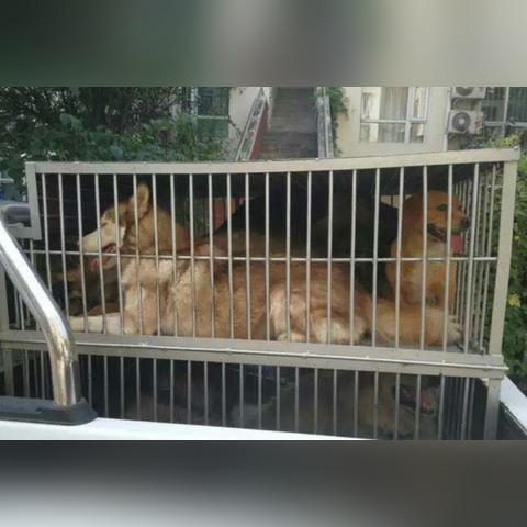 石家庄市哪个小区养大狗