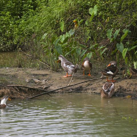 桂林市吃鸭子哪里好吃点
