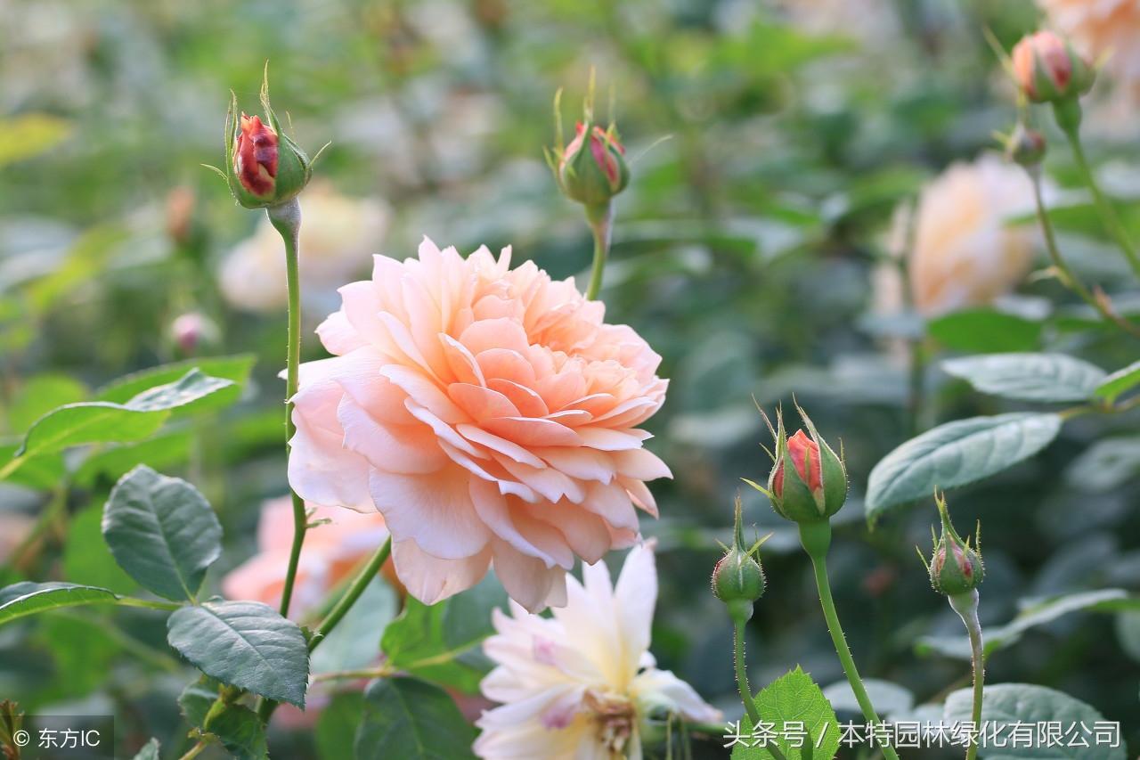 丰花月季花期,冰沙月季优缺点?