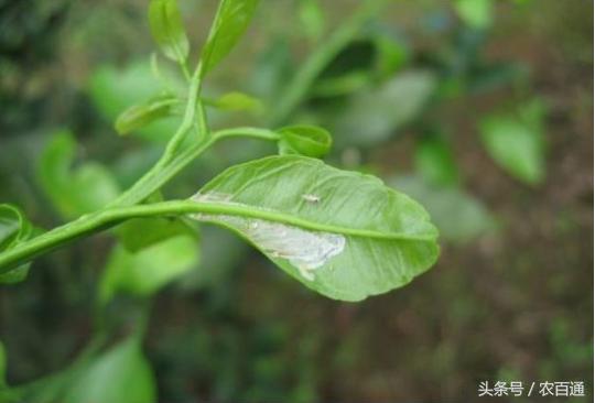 柑橘病蟲(chóng)害防治及季節(jié)_柑橘新梢容易傳染炭疽病