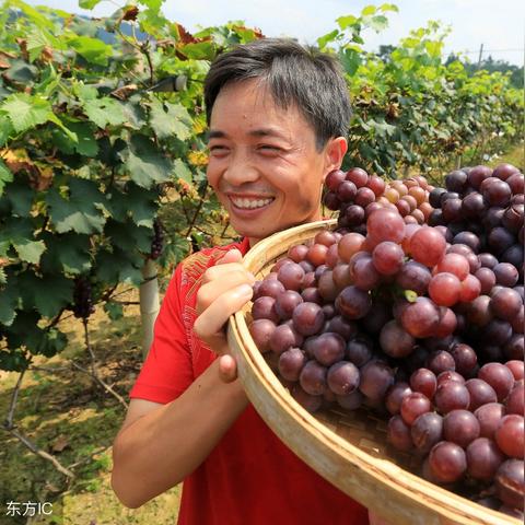 桂林市兴安县哪里葡萄多