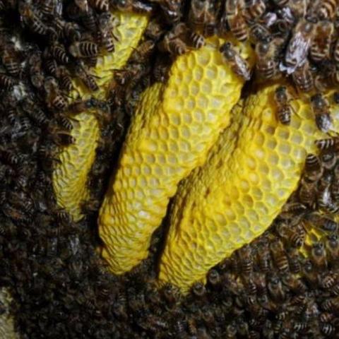 河北省石家庄市养蜂的长尾关键词有哪些