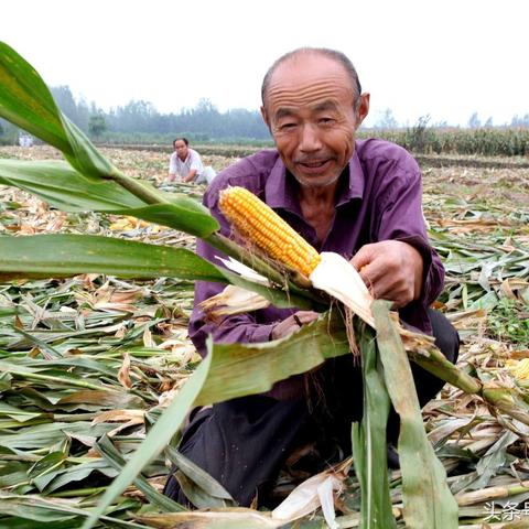 河南玉米长势情况怎么样