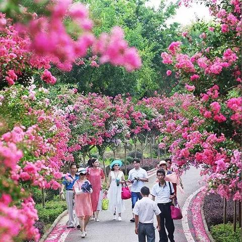 阳逻车站到仓埠紫薇山庄路线？