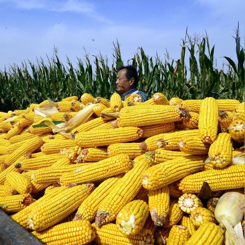 南通市玉米多少钱一斤