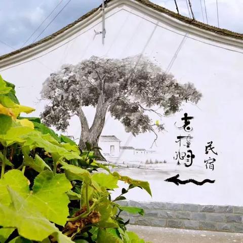 宁波市市树为什么是樟树