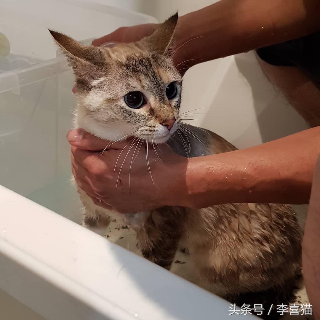 豹猫宝宝起名字怎么起(猫体型大小排序)