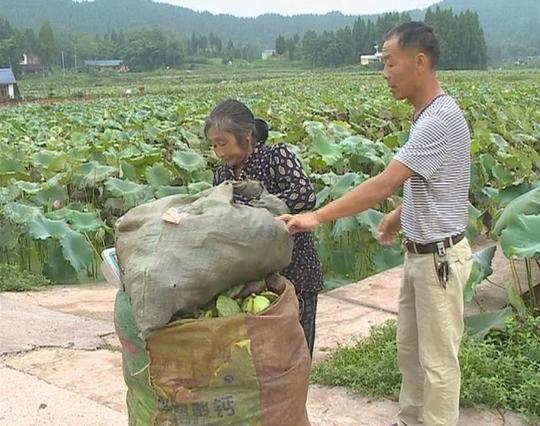 「千亩荷花产业园」――蓬安县柳滩乡三角滩村、响水滩村上电视了