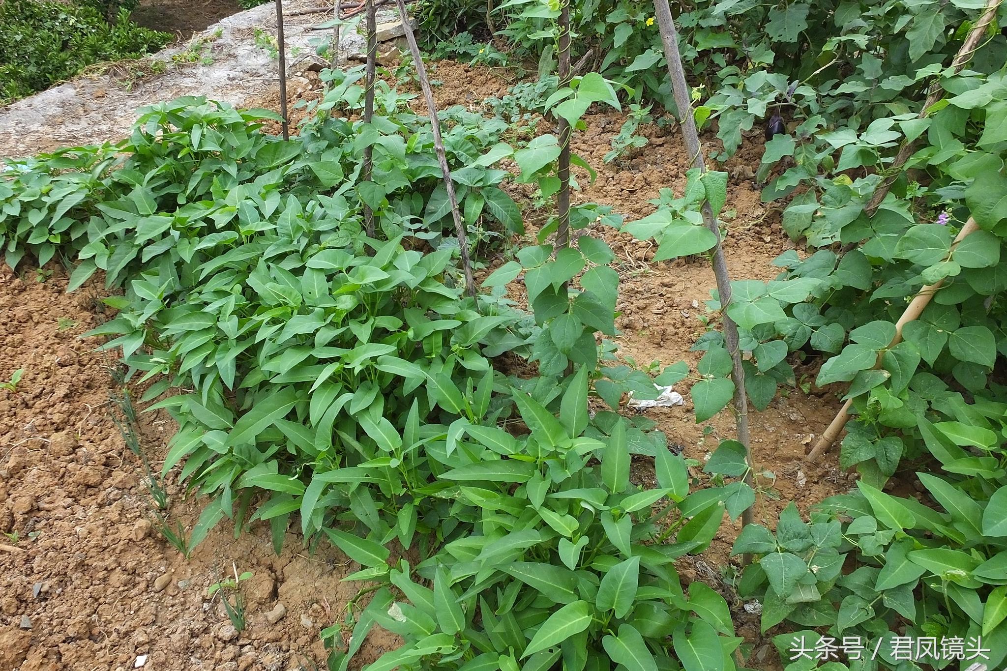 柑橘綠色種植辦理手藝切磋_柑橘辦理十大目標(biāo)