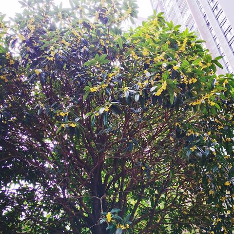 成都市商品房价格公示的长尾关键词有什么