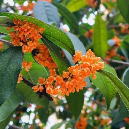 成都十天内天气预报的长尾关键词有什么