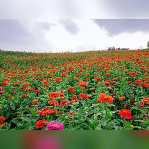 长春市的百花园在哪里啊