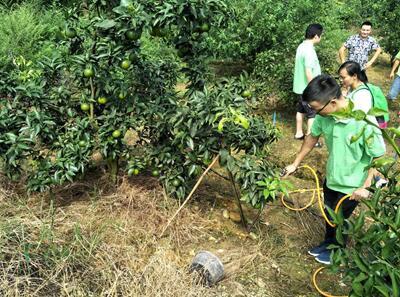 柑橘水肥一體化種植手藝_石門(mén)柑橘種植手藝