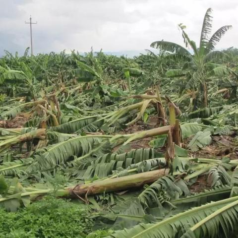 广州适合种什么果树？