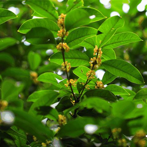 长沙市区桂花是什么品种