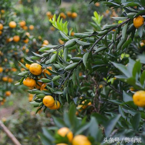 2022桂林水果批发市场哪里便宜？