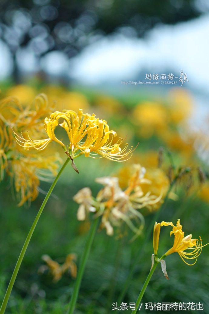 彼岸花有几种颜色,炼狱之彼岸花是什么颜色?