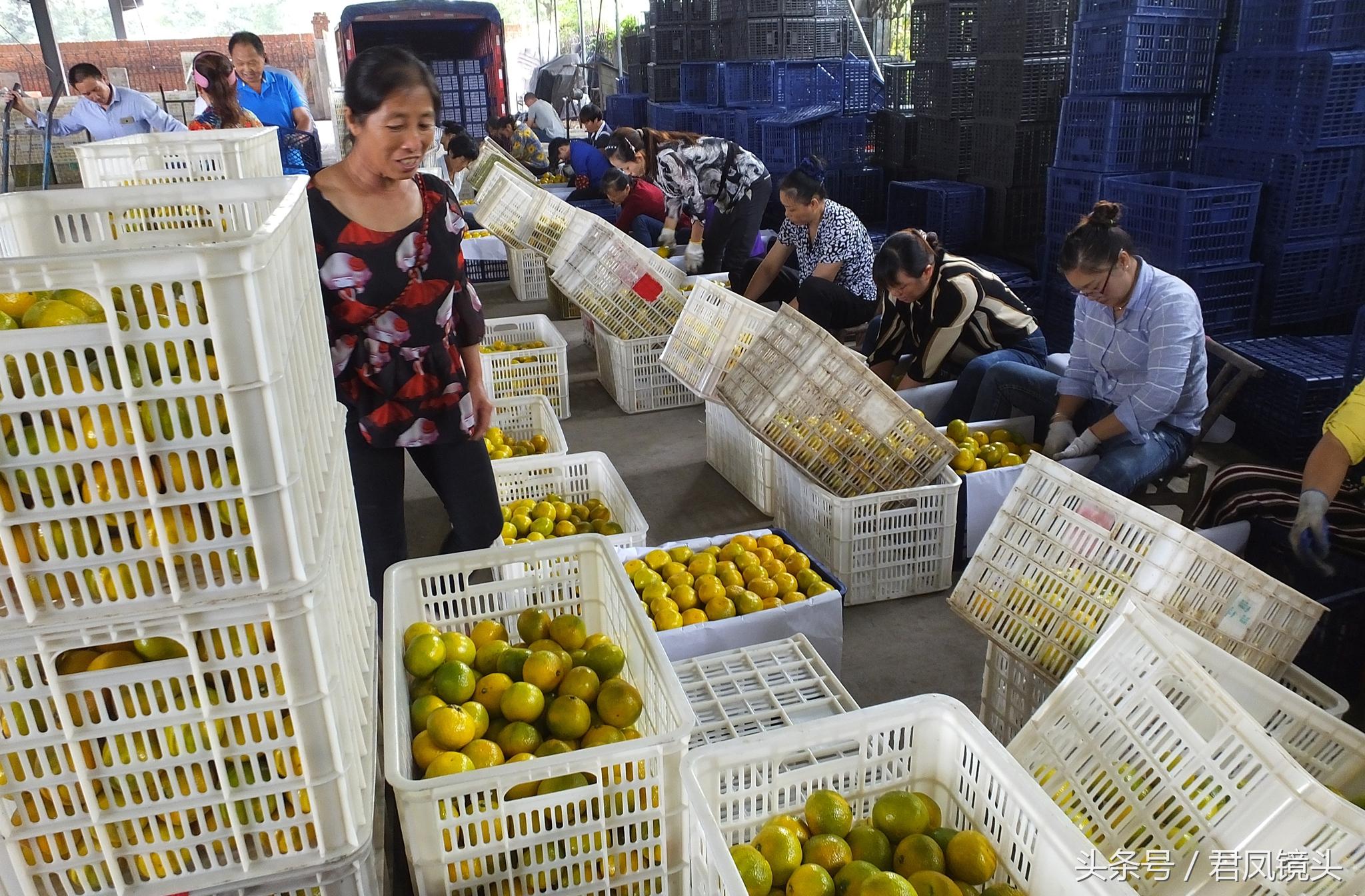 陜西省柑橘種植手藝和辦理_陜西省漢中市如今那個(gè)季節(jié)合適種什么蔬菜