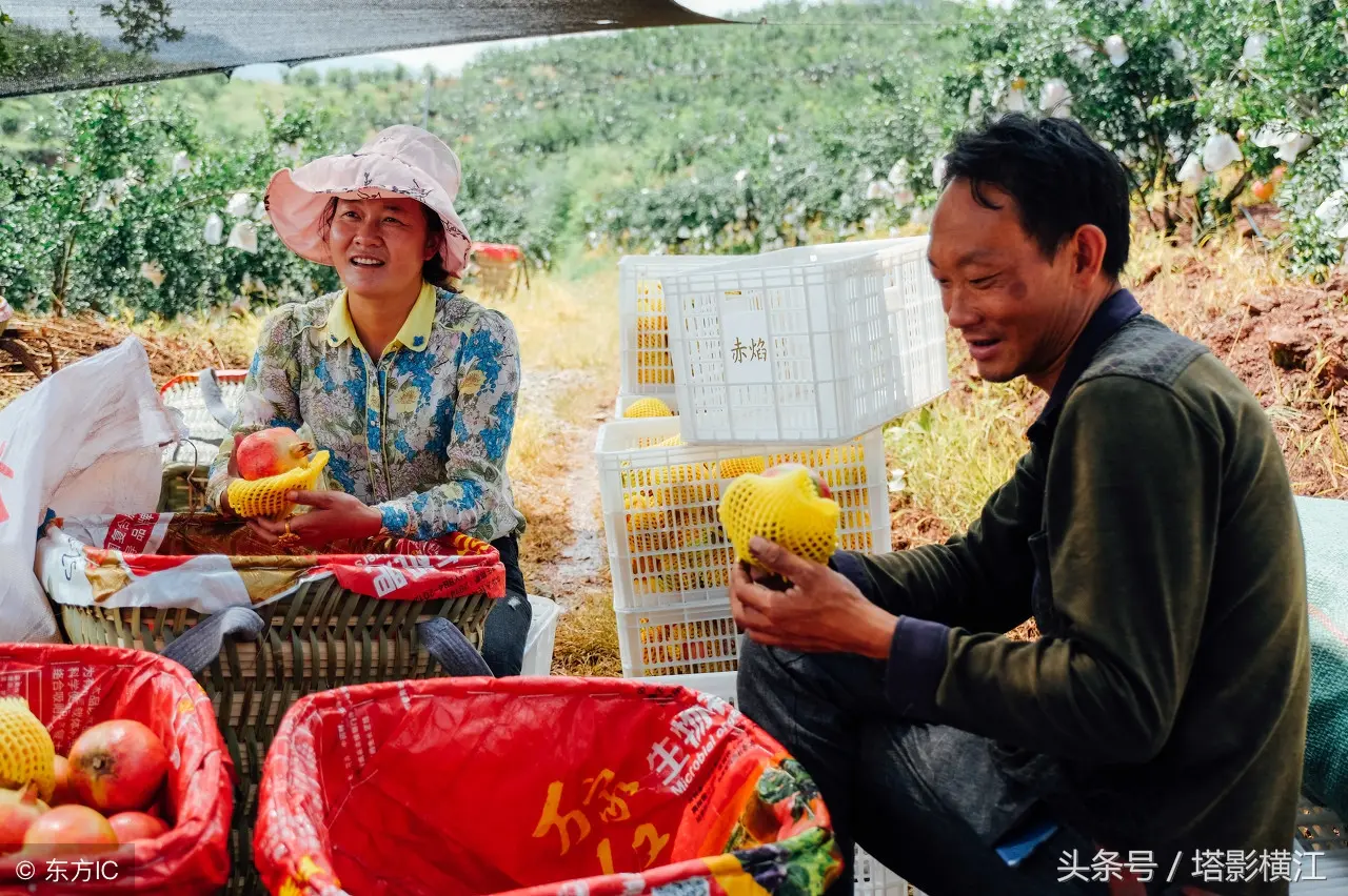 种什么树最赚钱 种什么蔬菜最赚钱