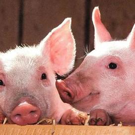 沈阳收泔水电话相关长尾关键词有哪些