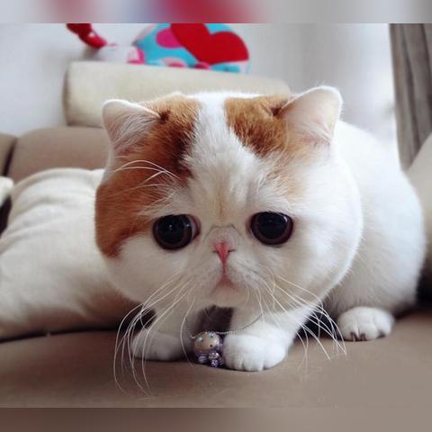 中华猫的品种大全的长尾关键词有哪些