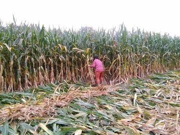 河南农村哪个季节最好