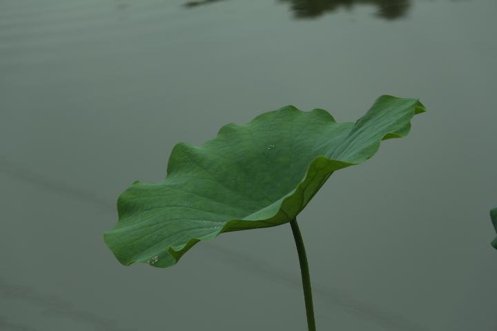 太阳花图片欣赏,太阳花如何做成花瓶?