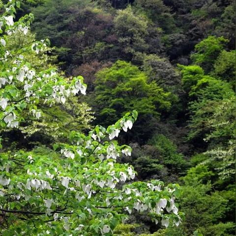 成都市哪里的古镇好耍一点