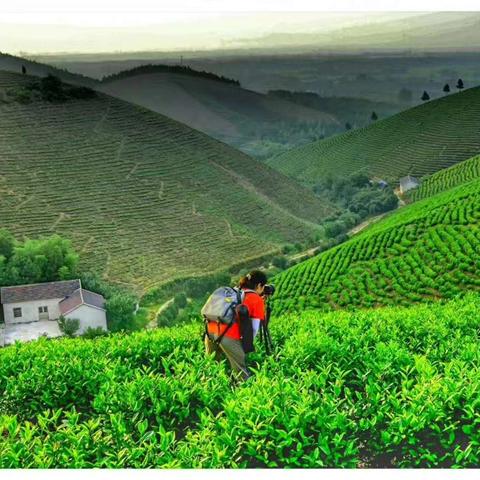 电影减肥虫免费观看的长尾关键词有什么