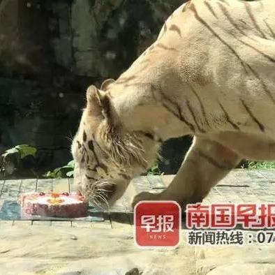 南宁市哪个月饼品牌