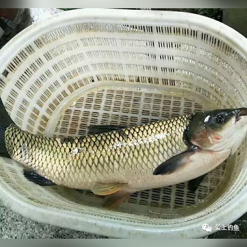 成都市里哪里可以钓鱼的