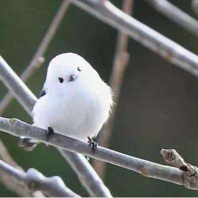 武汉Y派花园的长尾关键词有哪些