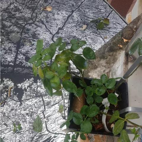 广州华农天气预报的长尾关键词有哪些