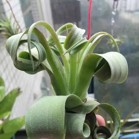 植物大战僵尸下载站（探索植物大战僵尸下载站，游戏爱好者的乐园）