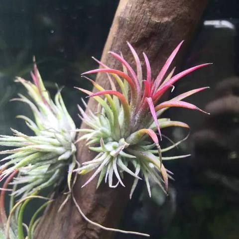 详细阅读:植物大战僵尸下载官网(植物大战僵尸下载官网,游戏爱好者的首选之地) 植物大战僵尸下载官网(植物大战僵尸下载官网,游戏爱好者的首选之地)