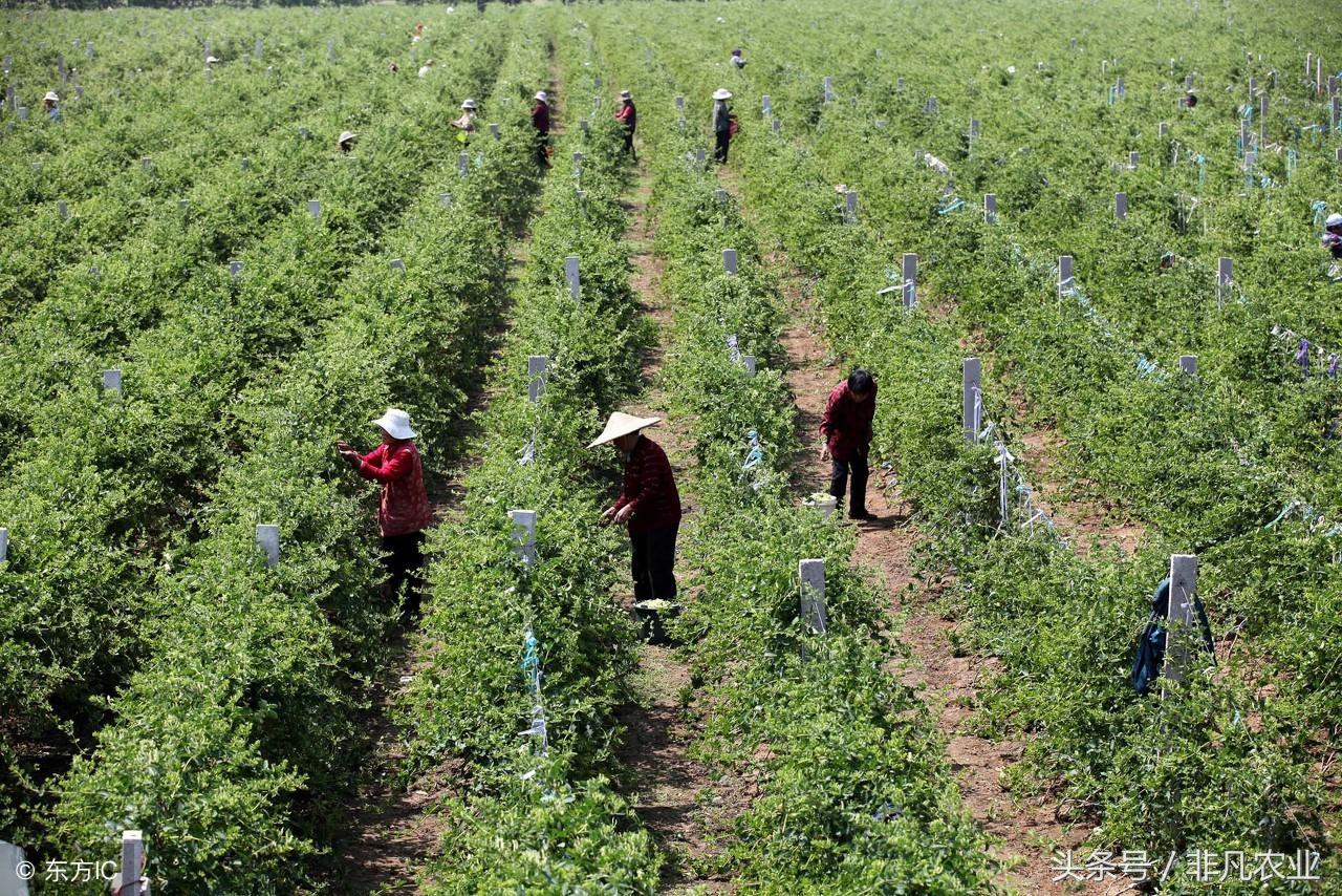 6亩金银花一亩利润多少,新玉二号金银花亩产多少斤干花?"