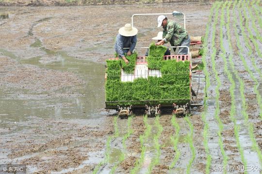 水稻价格不如往年，来年你还种水稻吗？农户要做好这几件事